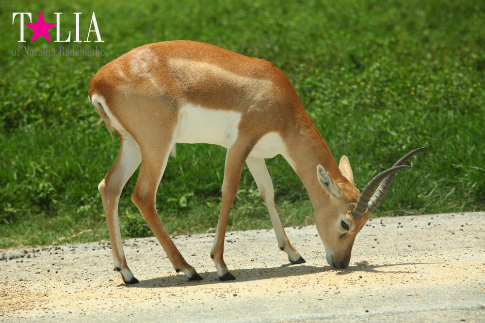 Львиное сафари в Майами (Lion Country Safari) 2 часть